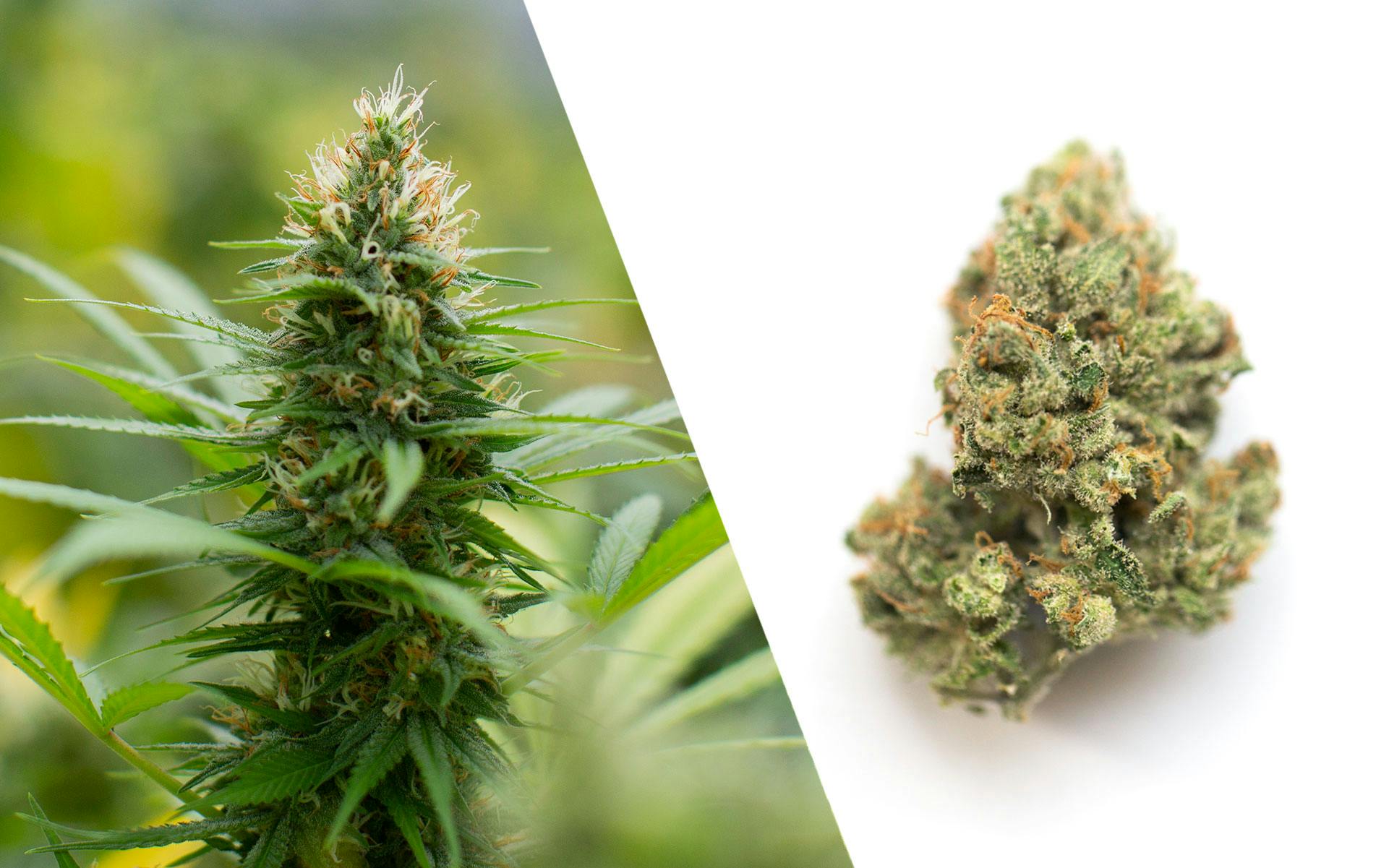 Which terpenes are in 'Jack' strains?