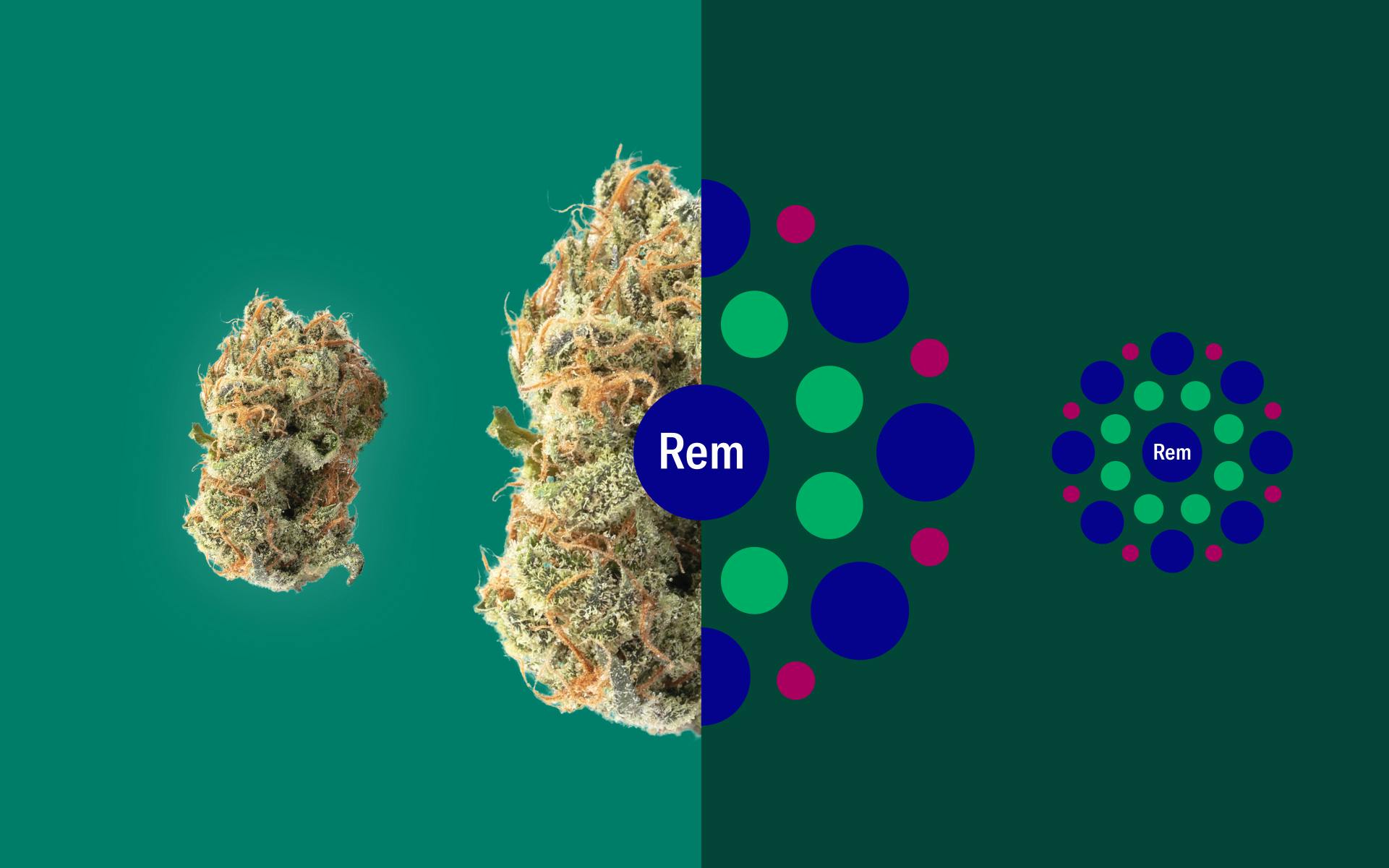 Explore cannabis strains with a new perspective image