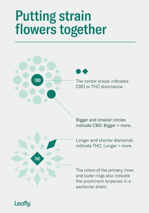what-are-shapes-leafly-flower