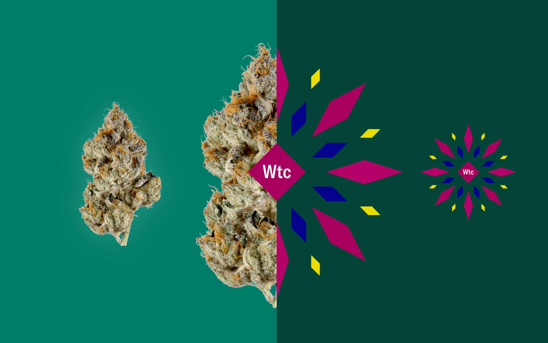 Why has Leafly created a new visualization system for cannabis? image