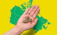 Canada map and hand holding buds
