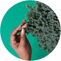 Forest therapy: Find pinene terpenes in pine trees. (Leafly)