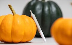 reasons to be thankful, pumpkins and a preroll
