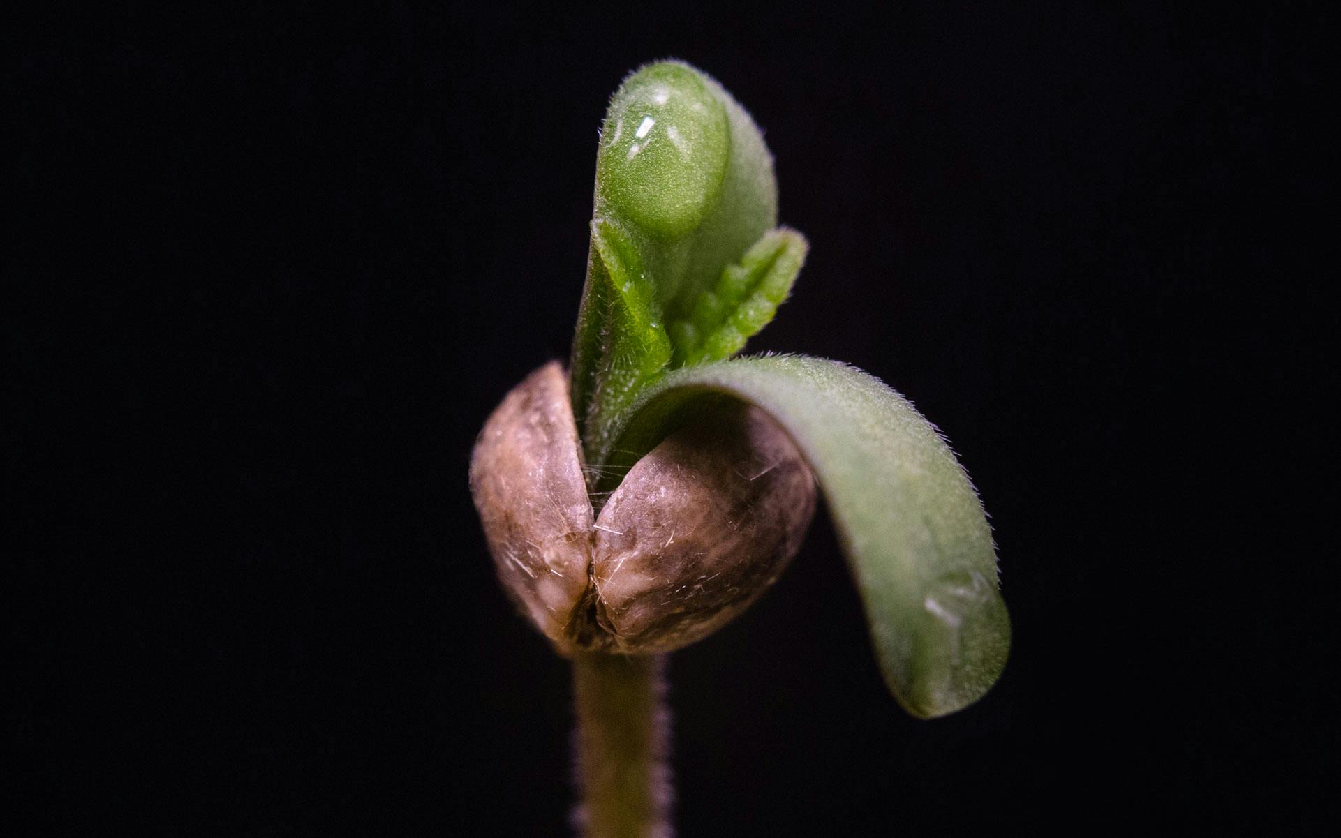 4 growers on what makes a strain great to grow image