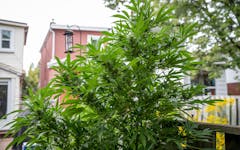 backyard cannabis plant homegrow