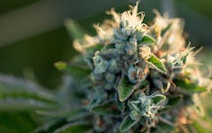 top marijuana strains in washington