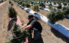 Prices are up on strong demand and limited supplies in the legal cannabis markets this harvest season. In a 2016 photo, a southern Colorado farmworker helps prepare a five-ton harvest on 36 acres. (Brennan Linsley/AP)