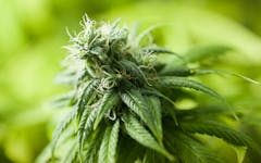 best marijuana strains in oregon, weed in oregon