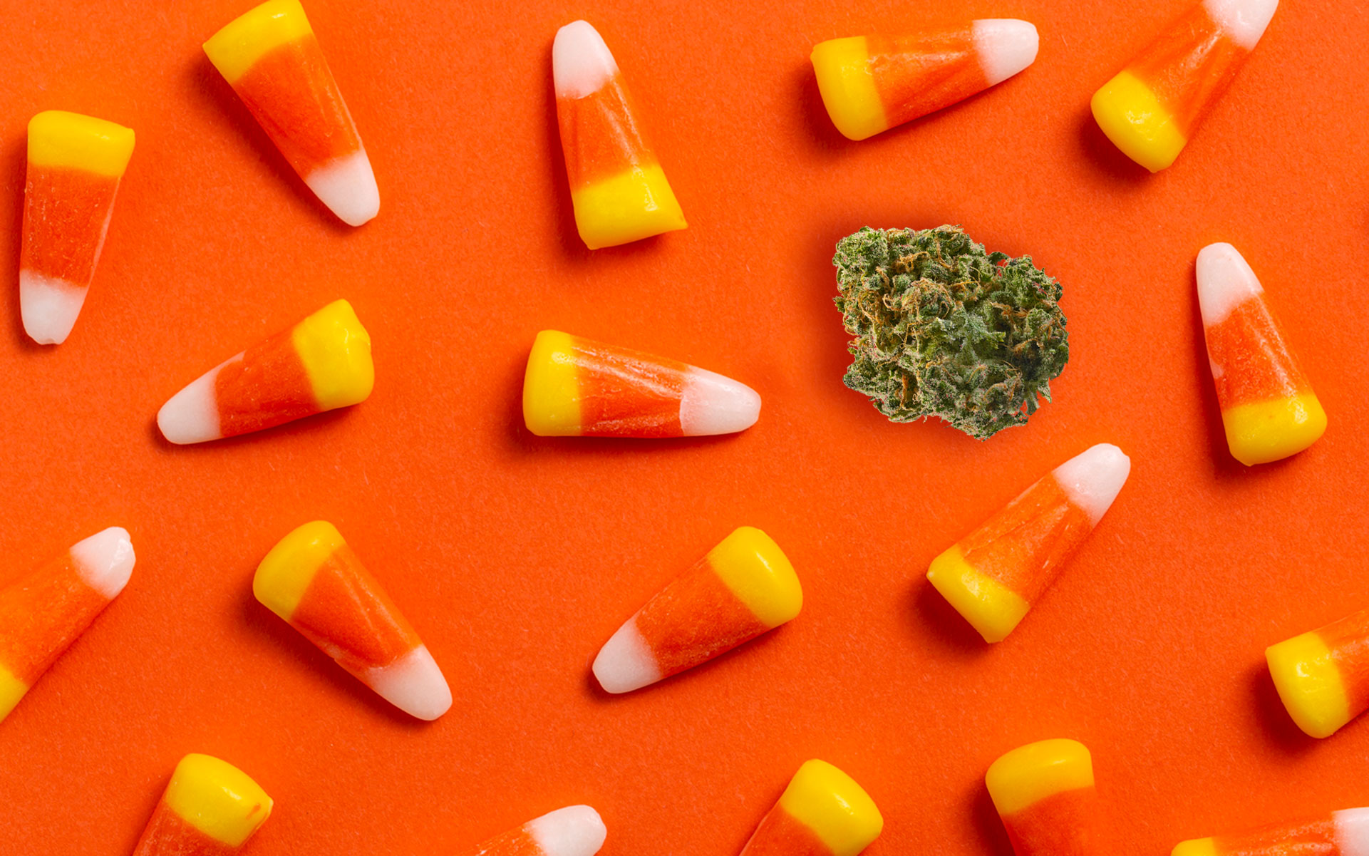 7 cannabis strains that taste way better than candy corn Leafly