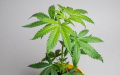 cannabis plant growing