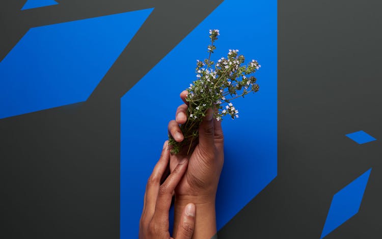 How to try the top cannabis terpenes in Arizona image