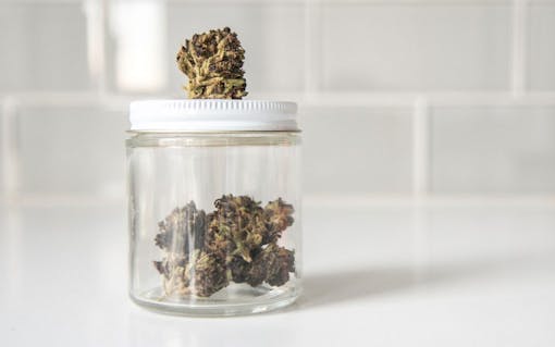 cbd, thc, cbd vs thc, cannabis, marijuana