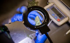 leafly premium cannabis microscope