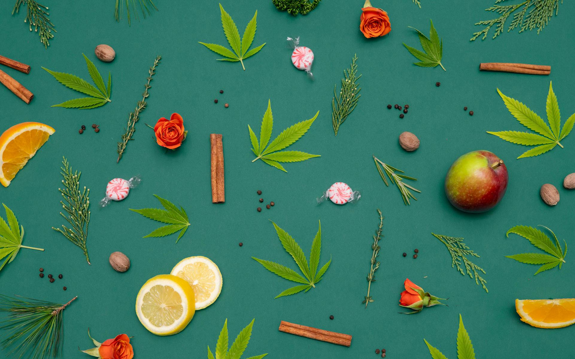Everything you need to know about cannabis terpenes image