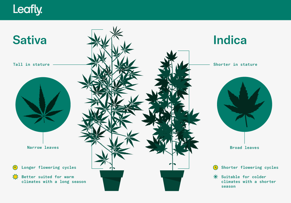 Indica Vs Sativa Whats The Difference Between Cannabis Types The Total Report 