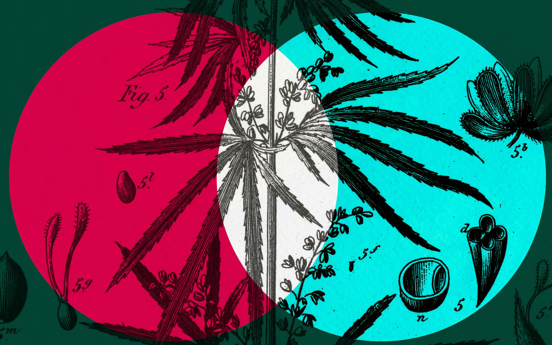 CBD myths for Canadians image