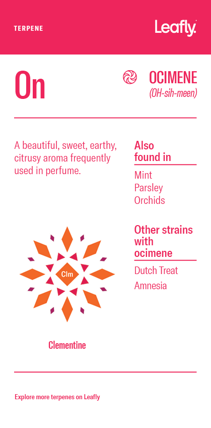 Ocimene marihuanos terpenas