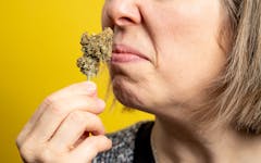 woman wrinkling her nose at bad smelling cannabis