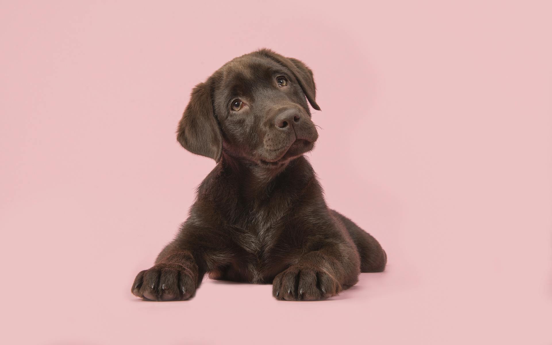 Cannabis topicals and your pet image