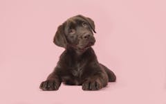 Cannabis topicals for pets; Brown labrador puppy lying down on a pink background
