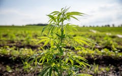 Leafly cannabis cooperatives in Canada; small plant on big field