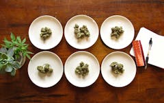 Critics picked the best OG Kush in California, based off a blind taste test. (David Downs/Leafly)