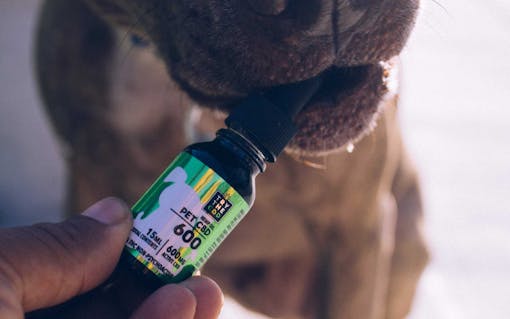 Dog with Try The CBD Pet CBD in mouth