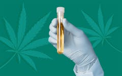 cbd drug test