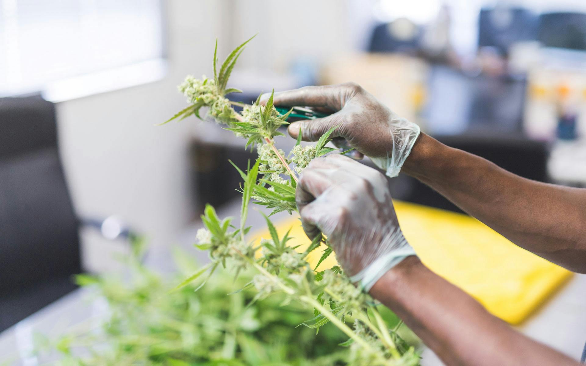 BC funding initiative to usher legacy growers into legal industry image