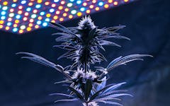 challenges of growing marijuana indoors