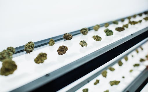 The legal California industry is surging. Cup entries have increased from 2018 lows. (Courtesy of L Schneider/Emerald Cup)