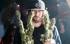 Sungrown cannabis gets stronger, more flavorful, affordable, and cleaner than ever in 2020. (Courtesy of L Schneider/Emerald Cup)