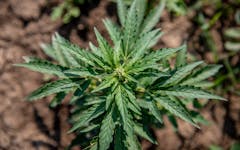 CBD plant growing; CBD FAQs Canada