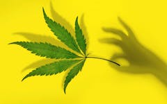 cannabis flower and hand with shadow