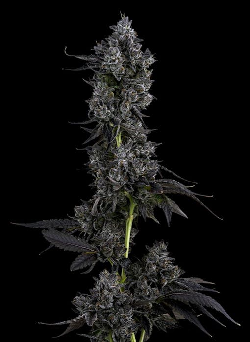 Leafly's favorite flower, leafly faves, Runtz, cannabis flower, marijuana