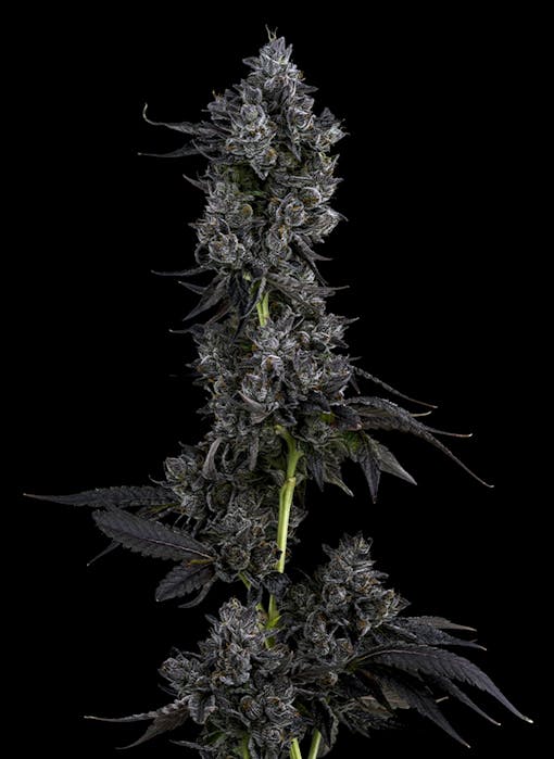 Leafly's favorite flower, leafly faves, Runtz, cannabis flower, marijuana