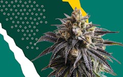 Leafly's favorite strains, best marijuana strains