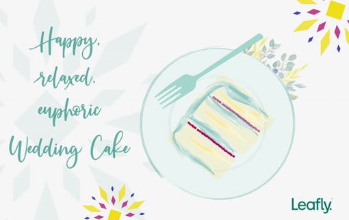 Wedding Cake strain of the year