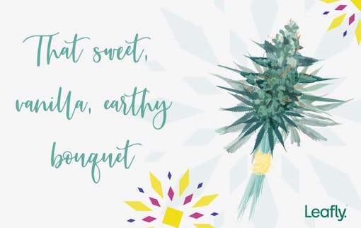 Wedding Cake strain of the year