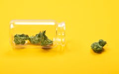 CBD marijuana strains, THC marijuana strains, growing cannabis