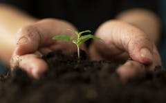 cannabis strains growing, immaculate conception in marijuana