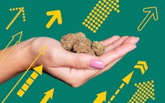 top trending marijuana strains of 2019, best marijuana strains of the year, which strains to smoke