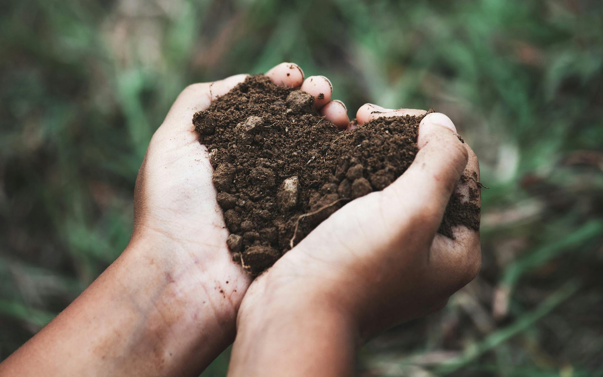 Hemp cleans toxic soil and produces clean CBD flower, study finds Leafly