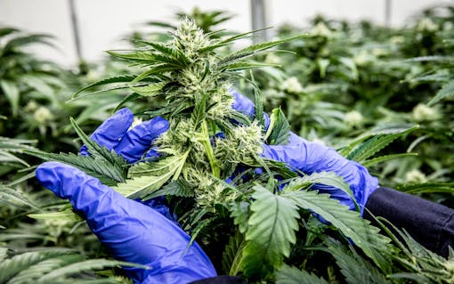 Top Leaf Master Grower inspecting cannabis plant