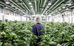 Top Leaf Master Grower in cannabis growing facility alberta