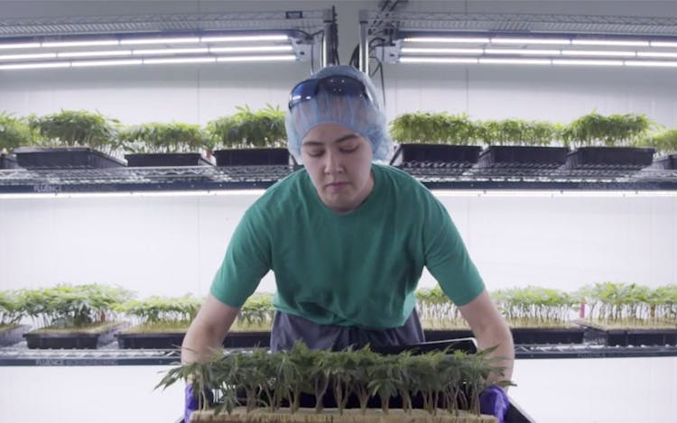 How Curaleaf delivered the first medical marijuana flower product in New York image