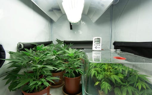 home growing cannabis humidity, indoor growing marijuana regulating environment