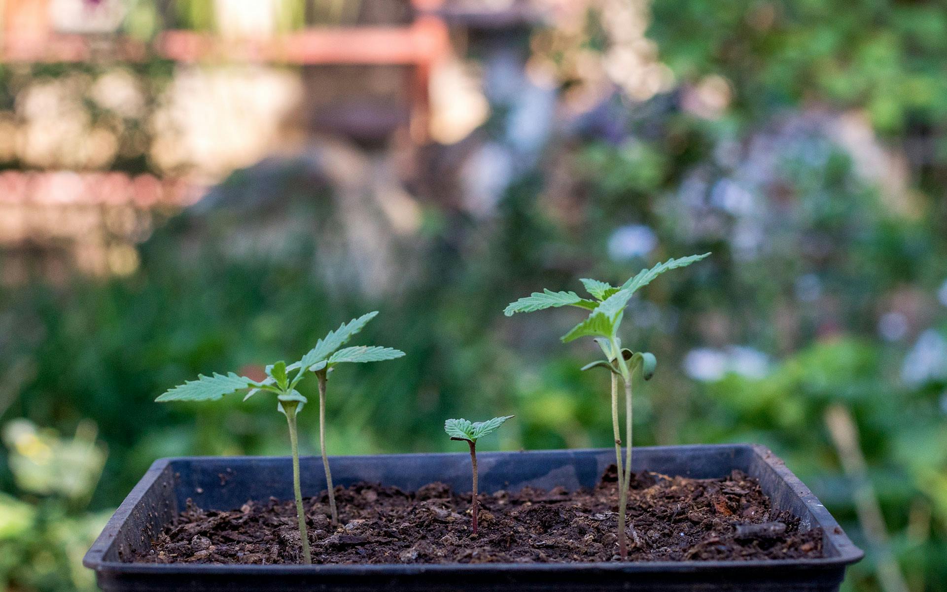 How to grow marijuana in Michigan and Illinois image