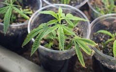 cloning-cannabis