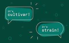 cannabis cultivar versus cannabis strain, what is cultivar, what is a marijuana strain